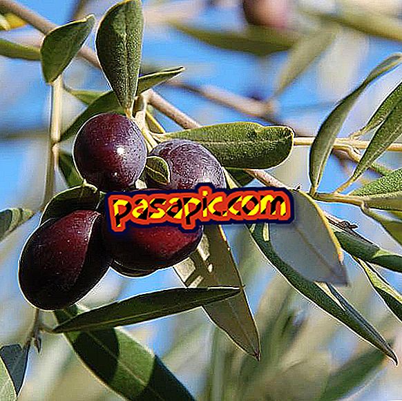 Comment cueillir des olives