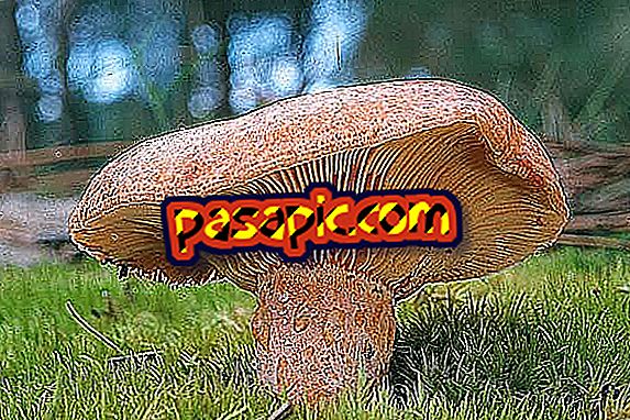 Är de vanligaste ätliga svamparna i Spanien