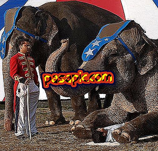 Hvordan dyr lever i cirkuser - dyreverdenen