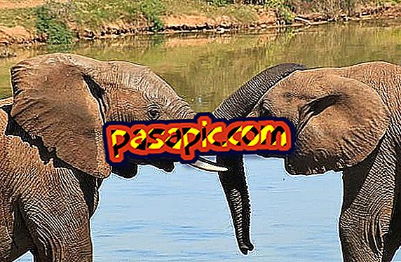 Kiek dramblių sveria - gyvūnų pasaulį