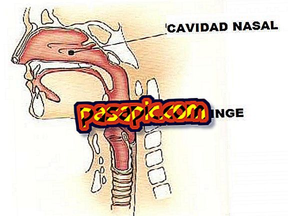 What is the function of the pharynx
