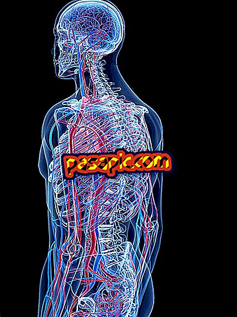 Sistem tubuh manusia dan fungsinya