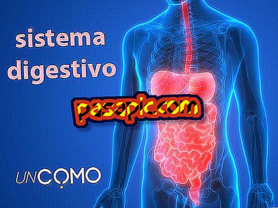 Care sunt părțile sistemului digestiv