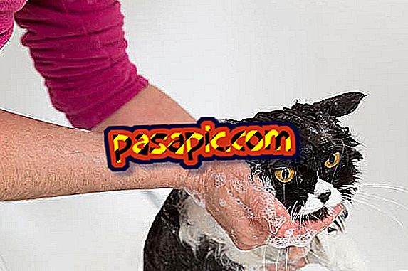 Comment se baigner un chat persan - mascottes