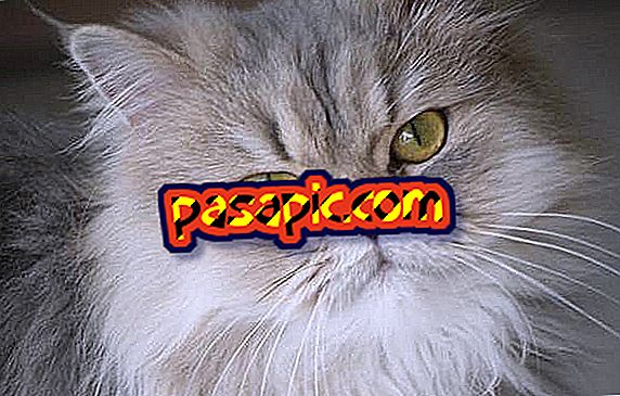 Kako znati je li perzijska mačka čista - ovdje odgovor