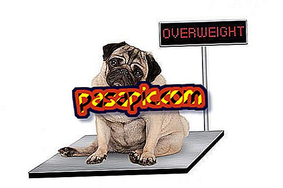 How to fight obesity in dogs - help you lose weight