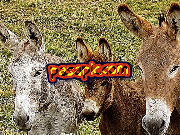 Aký je rozdiel medzi zadkom, oslom a mulom