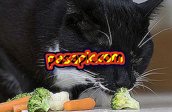 Perché i gatti non possono mangiare verdure