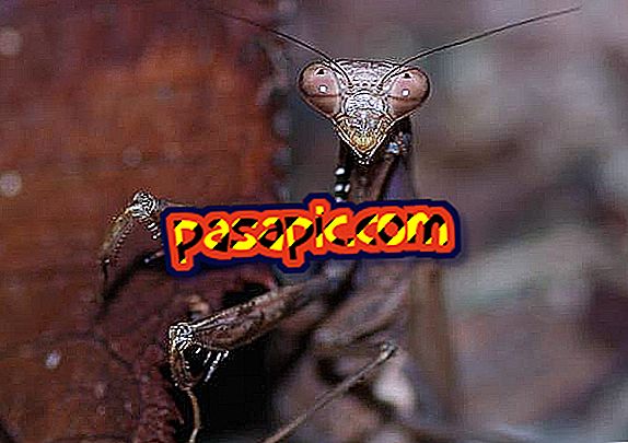 Πώς να τροφοδοτήσετε μια προσευχή mantis - μασκότ