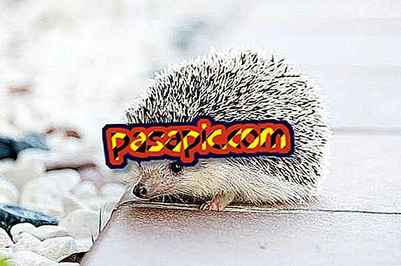 How to care for a hedgehog - mascots
