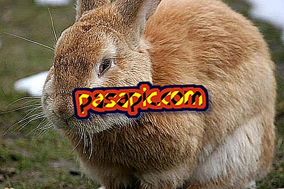 What are the most common diseases in domestic rabbits
