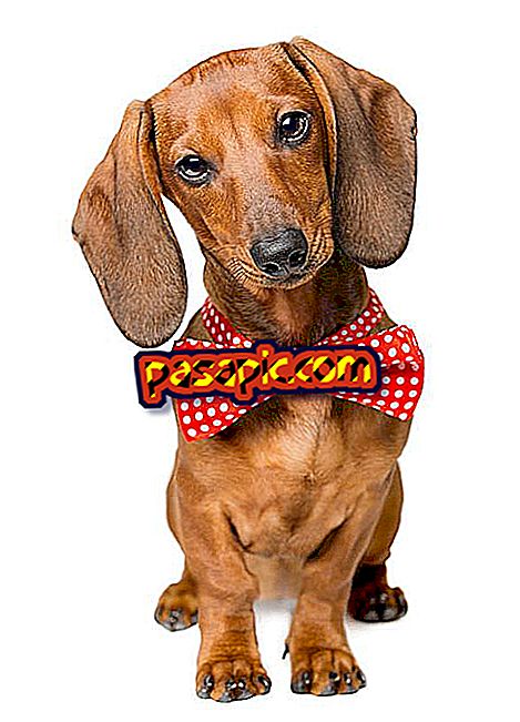 How to care for a dachshund or sausage - mascots