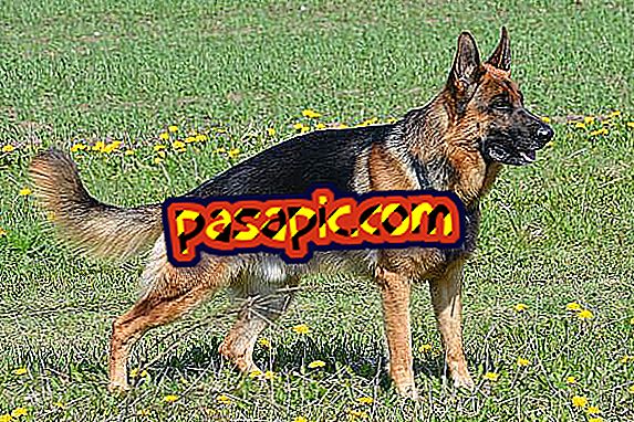 How to care for a German shepherd - mascots