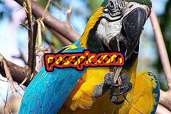 Hogyan lehet tudni, hogy a papagájom parazitákkal rendelkezik