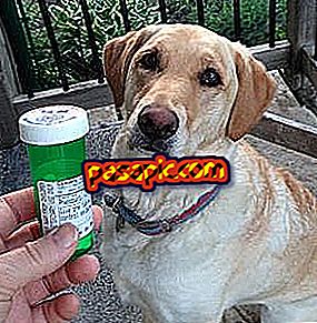 วิธีทำให้สุนัขกินยาเม็ด