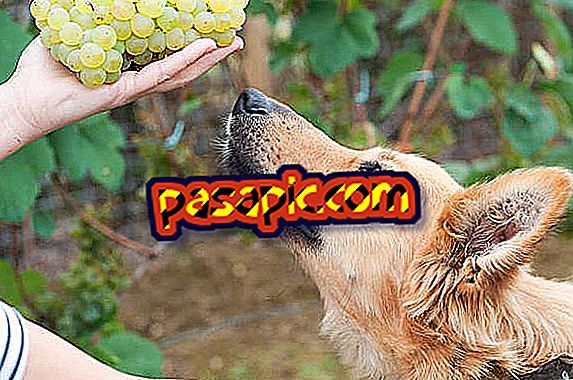 Чому собаки не можуть їсти виноград