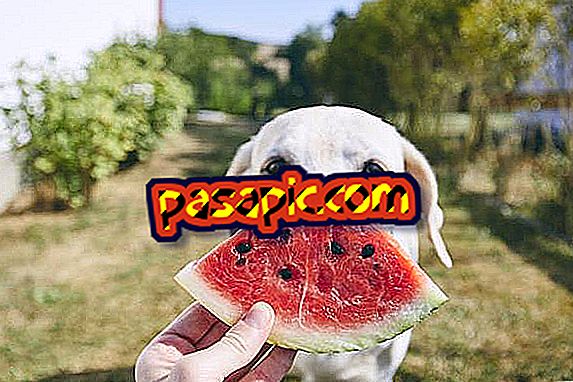 Môžu psi jesť melón?
