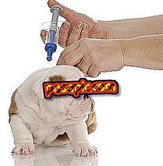 Những loại vắc-xin mà tôi nên cho con chó của tôi