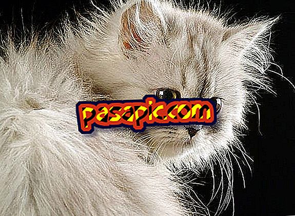 How to care for a Persian cat - mascots
