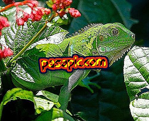 How to feed my iguana - mascots