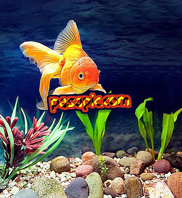 Why fish in my aquarium die