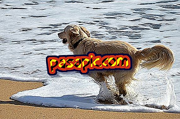Avantages de l'eau de mer pour les chiens - mascottes