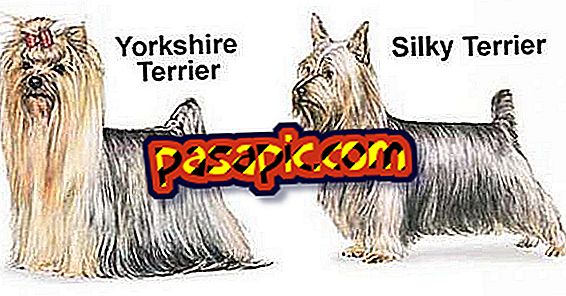 Skillnader mellan Silky Terrier och Yorkshire