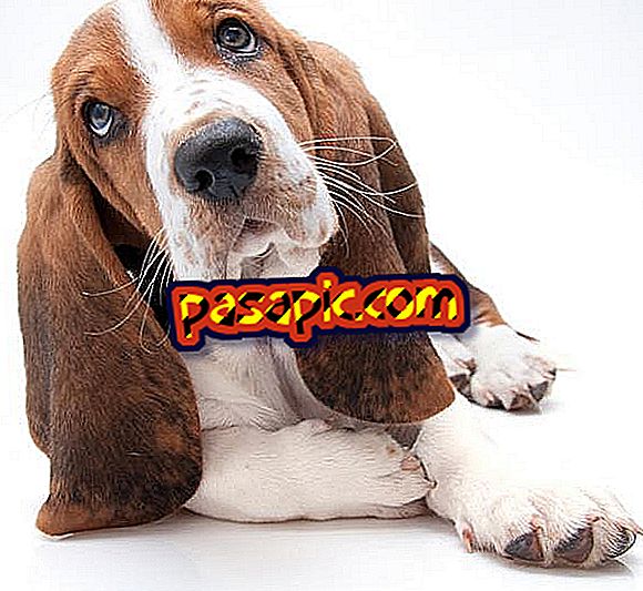 How to care for a basset hound