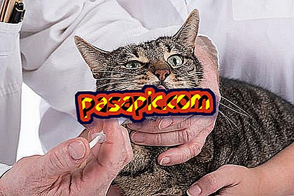 Amoxicilin pro kočky: co to je a co dávkování - maskoti