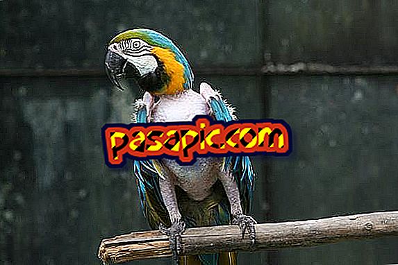 Proč můj papoušek škubne peří - příčiny a co dělat