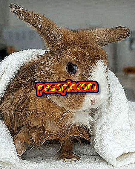 How to bathe my Angora rabbit - mascots