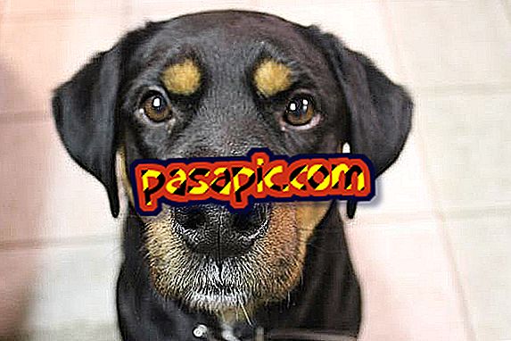 犬のてんかんの原因 - マスコット