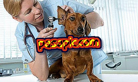 Comment traiter l'otite canine