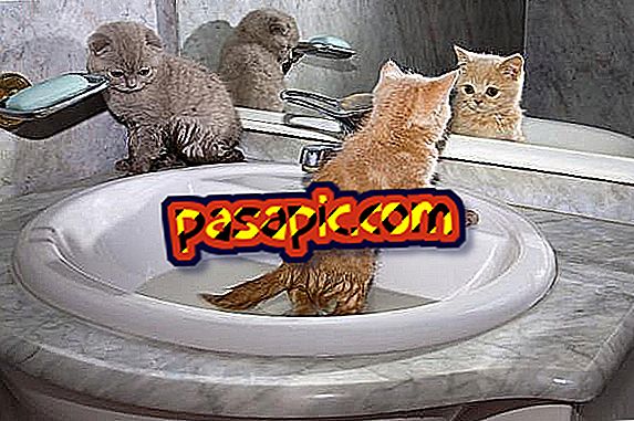Bir kedi banyo ne zaman başlar - işte cevap