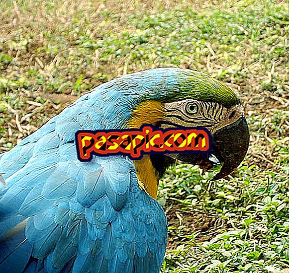 Kako nahraniti papigo - maskote