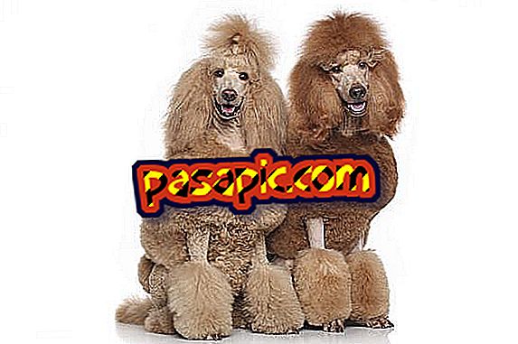ミディアム巻き毛の犬4種 - マスコット