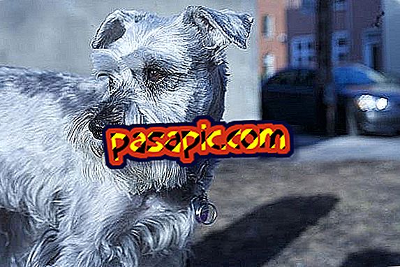 How to cut the hair of a schnauzer - mascots