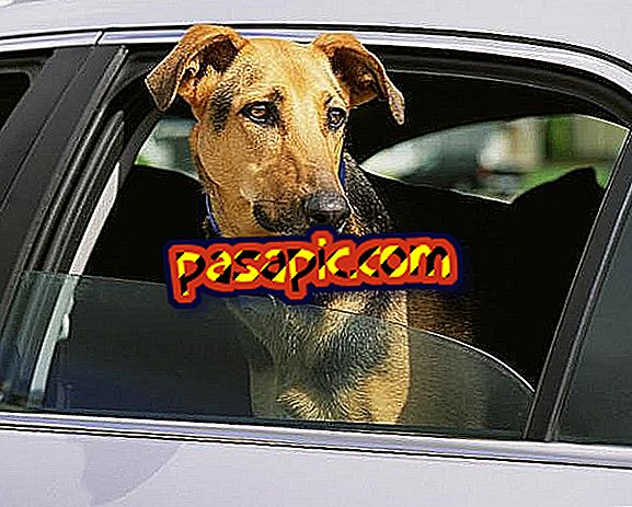 Како уклонити мирис пса из аутомобила - поправка и одржавање аутомобила